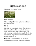 Bạch mao căn