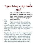 Ngưu bàng - cây thuốc quý