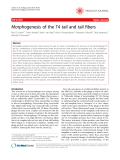 Báo cáo y học: " Morphogenesis of the T4 tail and tail fibers"