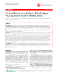 Báo cáo y học: " Immunofluorescence Analysis of Duck plague virus gE protein on DPV-infected ducks"