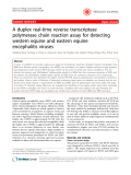 Báo cáo y học: " A duplex real-time reverse transcriptase polymerase chain reaction assay for detecting western equine and eastern equine encephalitis viruses?"