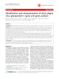 Báo cáo y học: "Identification and characterization of duck plague virus glycoprotein C gene and gene product"