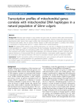 báo cáo khoa học: " Transcription profiles of mitochondrial genes correlate with mitochondrial DNA haplotypes in a natural population of Silene vulgaris"