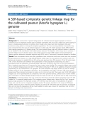 báo cáo khoa học: "  A SSR-based composite genetic linkage map for the cultivated peanut (Arachis hypogaea L.) genome"