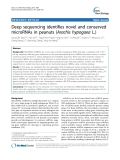 báo cáo khoa học: "  Deep sequencing identifies novel and conserved microRNAs in peanuts (Arachis hypogaea L.)"