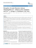 báo cáo khoa học: " Disruption of actin filaments induces mitochondrial Ca2+ release to the cytoplasm and [Ca2+]c changes in Arabidopsis root hairs"