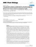 báo cáo khoa học: " CO2 assimilation, ribulose-1,5-bisphosphate carboxylase/oxygenase, carbohydrates and photosynthetic electron transport probed by the JIP-test, of tea leaves in response to phosphorus supply"