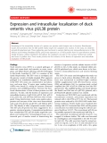 Báo cáo y học: "Expression and intracellular localization of duck enteritis virus pUL38 protein"