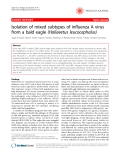 Báo cáo y học: "Isolation of mixed subtypes of influenza A virus from a bald eagle (Haliaeetus leucocephalus)"