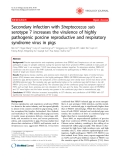 Báo cáo y học: "   Secondary infection with Streptococcus suis serotype 7 increases the virulence of highly pathogenic porcine reproductive and respiratory syndrome virus in pigs"