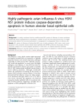 Báo cáo y học: "  Highly pathogenic avian influenza A virus H5N1 NS1 protein induces caspase-dependent apoptosis in human alveolar basal epithelial cells"
