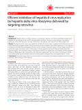 Báo cáo y học: "Efficient inhibition of hepatitis B virus replication by hepatitis delta virus ribozymes delivered by targeting retrovirus"