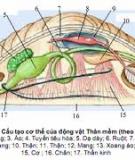 Giáo án điện tử môn sinh học: cấu tạo chung của ngành ruột  khoang