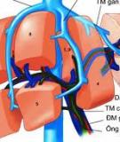 Giáo án điện tử môn sinh học: nguyên tắc truyền máu