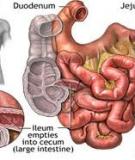 Giáo án điện tử môn sinh học: tiêu hóa ở ruột non