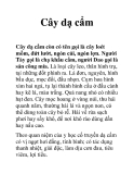 Cây dạ cẩm