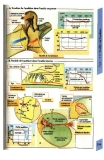 Atlas de poche de physiologie - part 9