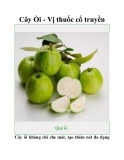 Cây Ổi - Vị thuốc cổ truyền