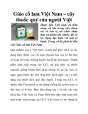 Giảo cổ lam Việt Nam – cây thuốc quý của người Việt