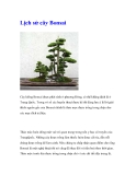 Lịch sử cây Bonsai 