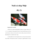 Nuôi cá chép Nhật (Kỳ 2)  \