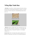 Trồng Đậu Nành Rau