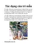 Tác dụng của tri mẫu