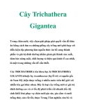 Cây Trichathera Gigantea