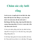 Chăm sóc cây lưỡi rồng