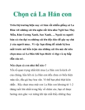 Chọn cá La Hán con