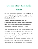 Cúc sao nháy - hoa chuồn chuồn