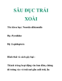 SÂU ĐỤC TRÁI XOÀI