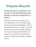 Trồng hoa đồng tiền