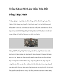 Trồng Khoai Mỡ Làm Giầu Trên Đất Đồng Tháp Mười