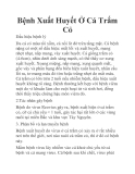 Bệnh Xuất Huyết Ở Cá Trắm Cỏ