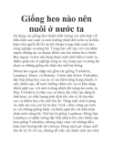 Giống heo nào nên nuôi ở nước ta