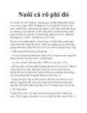 Nuôi cá rô phi đỏ