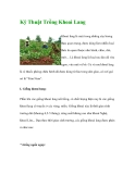 Kinh nghiệm trồng cây khoai Lang