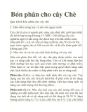 Bón phân cho cây Chè