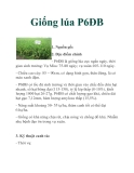 Giống lúa P6ĐB