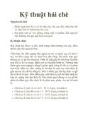 Kỹ thuật hái chè