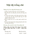 Mật độ trồng chè