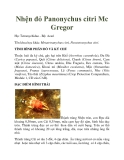 Nhện đỏ Panonychus citri Mc Gregor