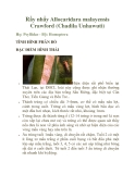 Rầy nhẩy Allocaridara malayensis Crawford (Chadila Unhawuti)