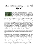 Khai thác mủ sớm, cao su "đổ bệnh"