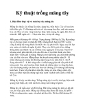 Kỹ thuật trồng măng tây