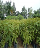 Quy trình kỹ thuật trồng rừng muồng đen (Cassia siamea Lam)