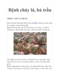 Bệnh cháy lá, bả trầu