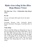 Bệnh virus trắng lá lúa (Rice Hoja Blanca Virus)