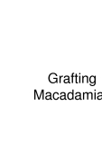 Grafting Macadamias